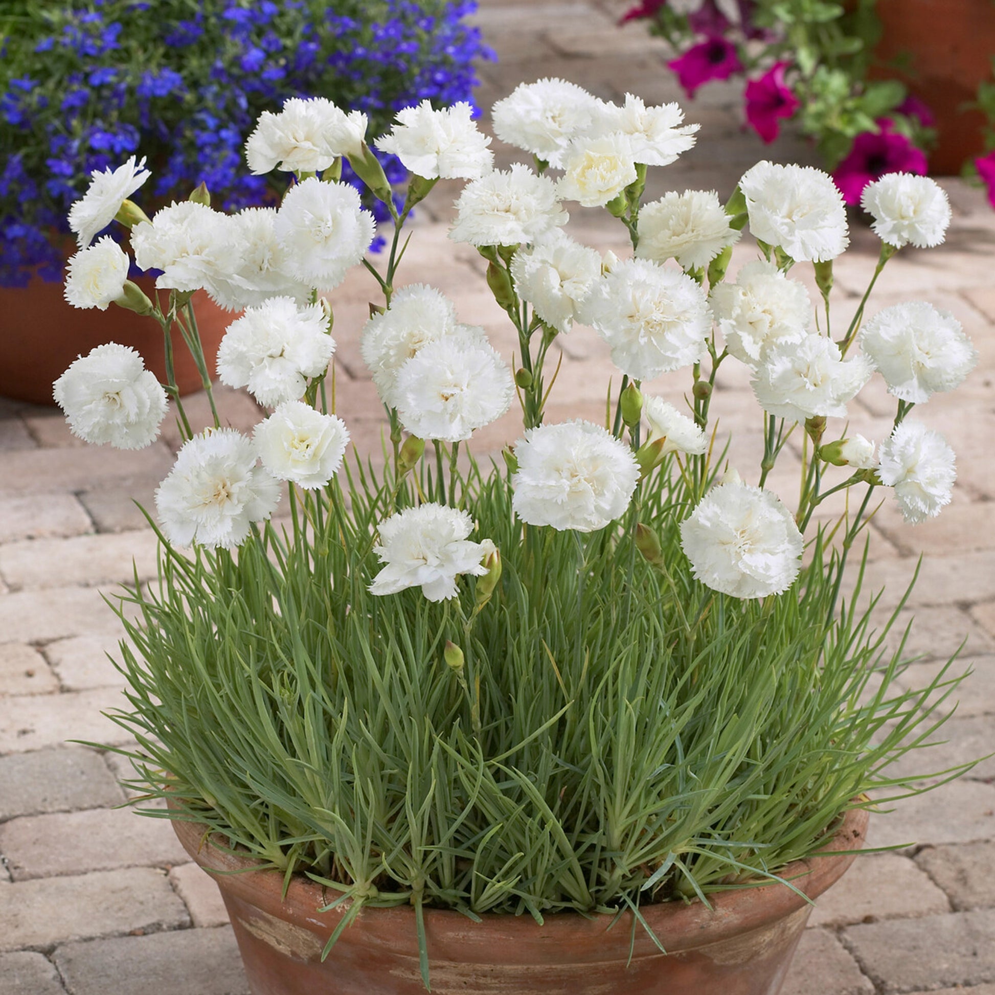 Duftnelke ‘Haytor White’ - Bakker