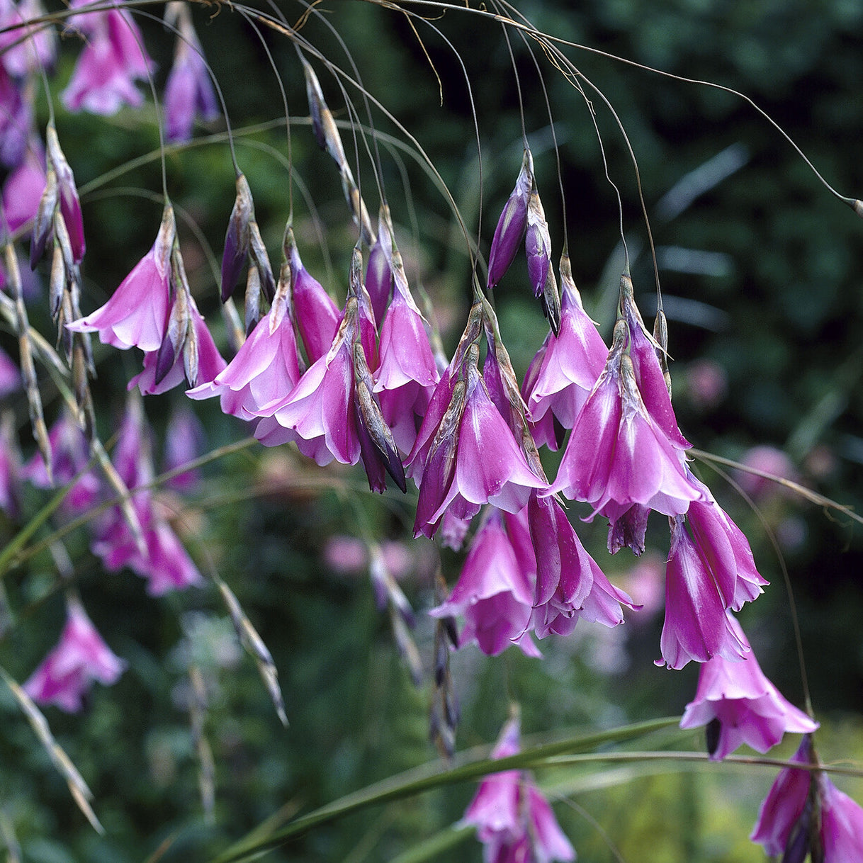 Stauden - Engelstrompeten-Lilie - Dierama pulcherrimum