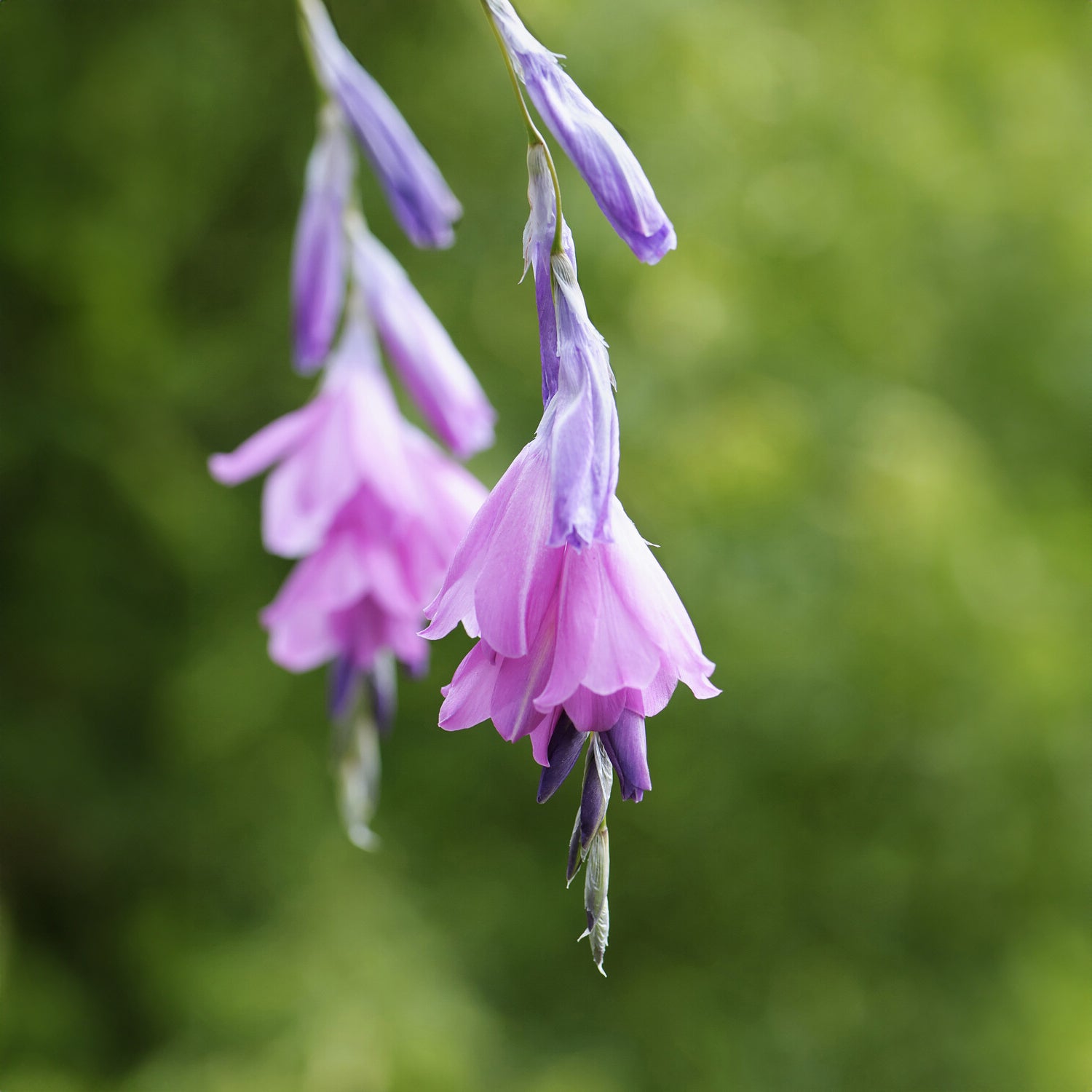 Dierama pulcherrimum - Engelstrompeten-Lilie - Stauden