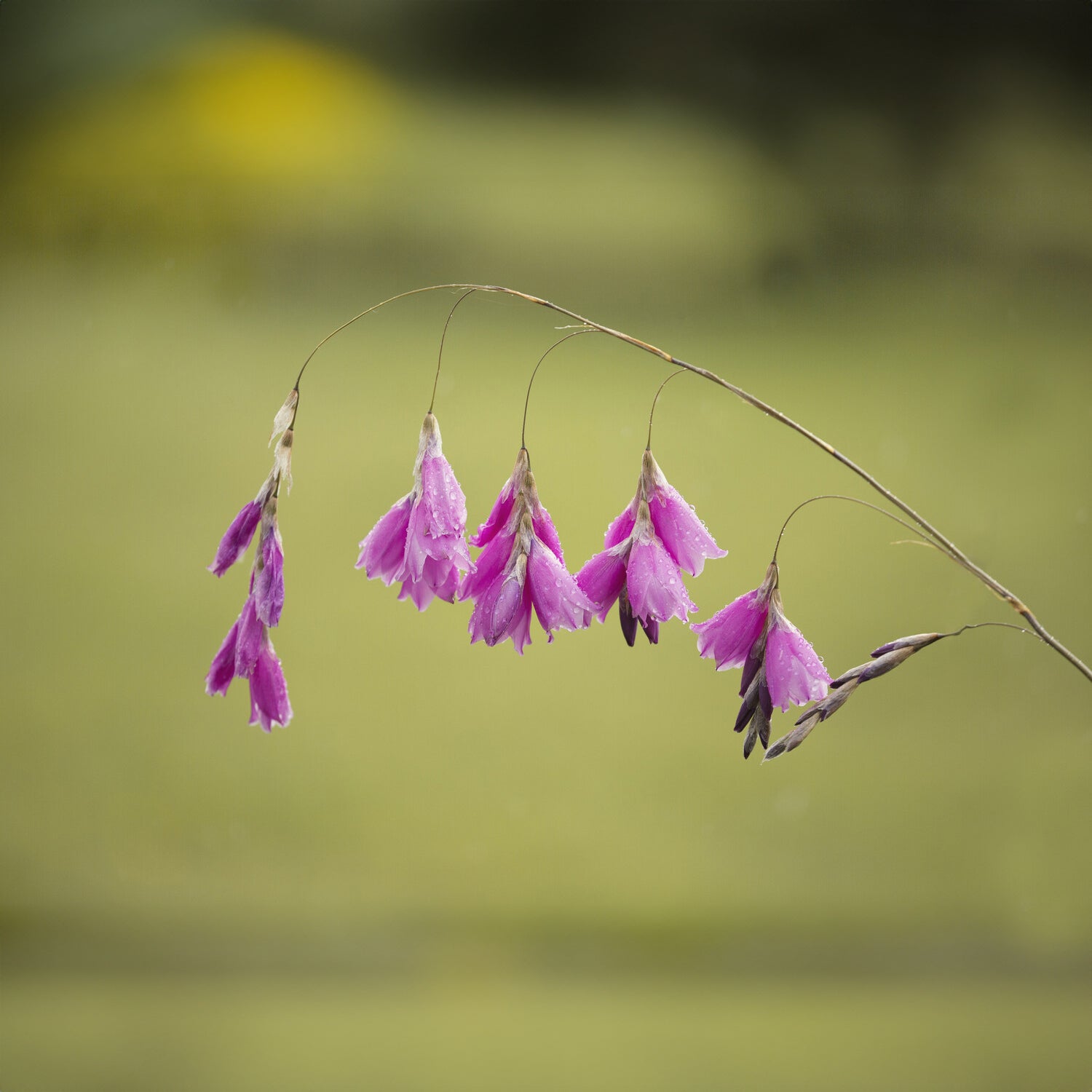 Engelstrompeten-Lilie - Dierama pulcherrimum - Bakker