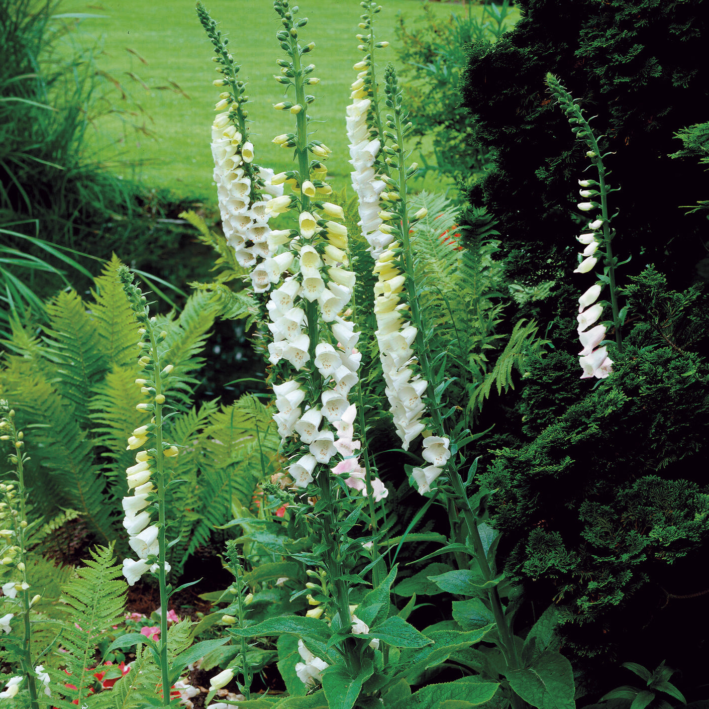 Weißblühender Fingerhut Alba - Digitalis purpurea alba - Bakker