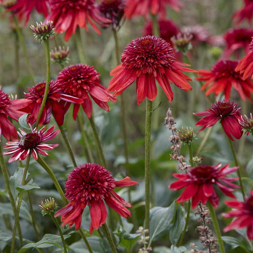 Echinacea Eccentric - Echinacea purpurea Eccentric - Bakker