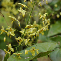 Epimedium pinnatum subsp. colchicum - Elfenblume subsp. colchicum - Epimedium