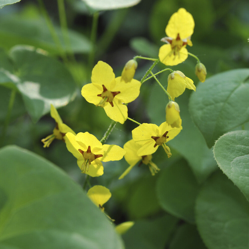 Elfenblume subsp. colchicum - Epimedium pinnatum subsp. colchicum - Bakker