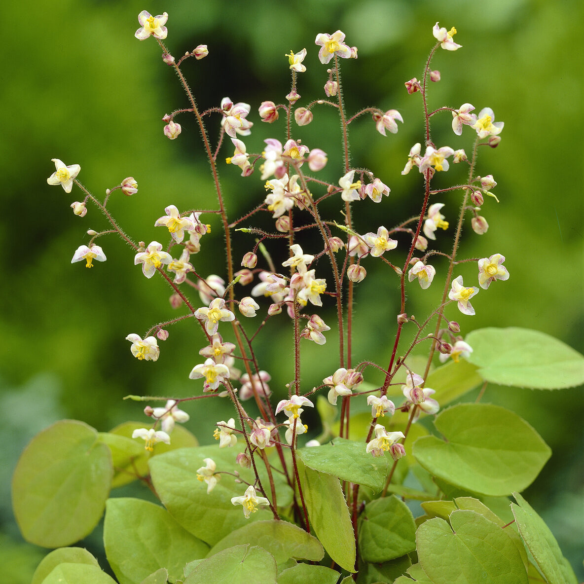 Elfenblume pubigerum - Epimedium pubigerum - Bakker