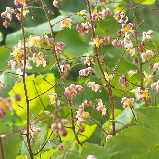 Elfenblume pubigerum - Bakker