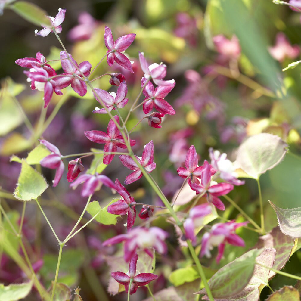 Epimedium rubrum - Rote Elfenblume - Epimedium