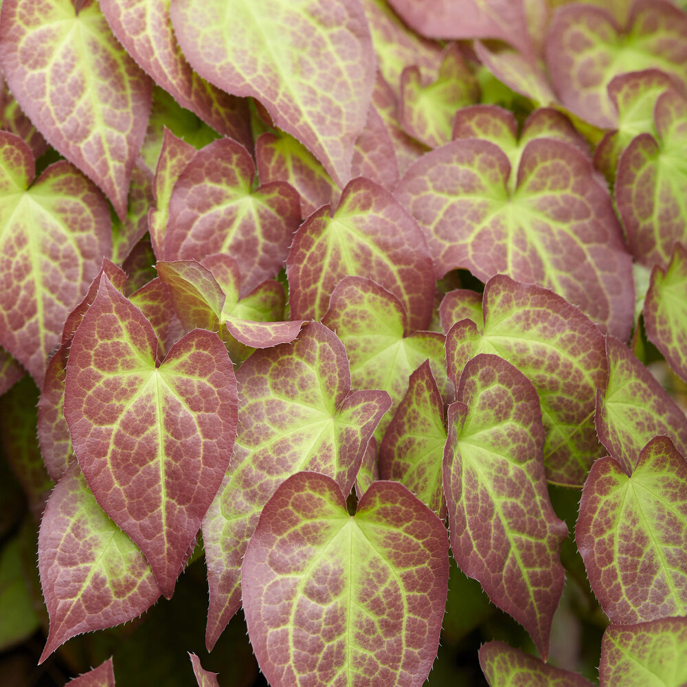Rote Elfenblume - Epimedium rubrum - Bakker