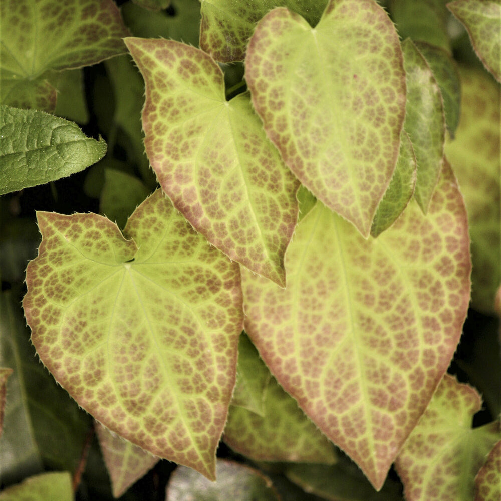 Verkauf Rote Elfenblume - Epimedium rubrum