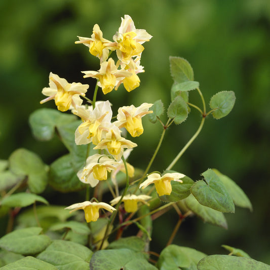 Elfenblume Sulphureum - Bakker