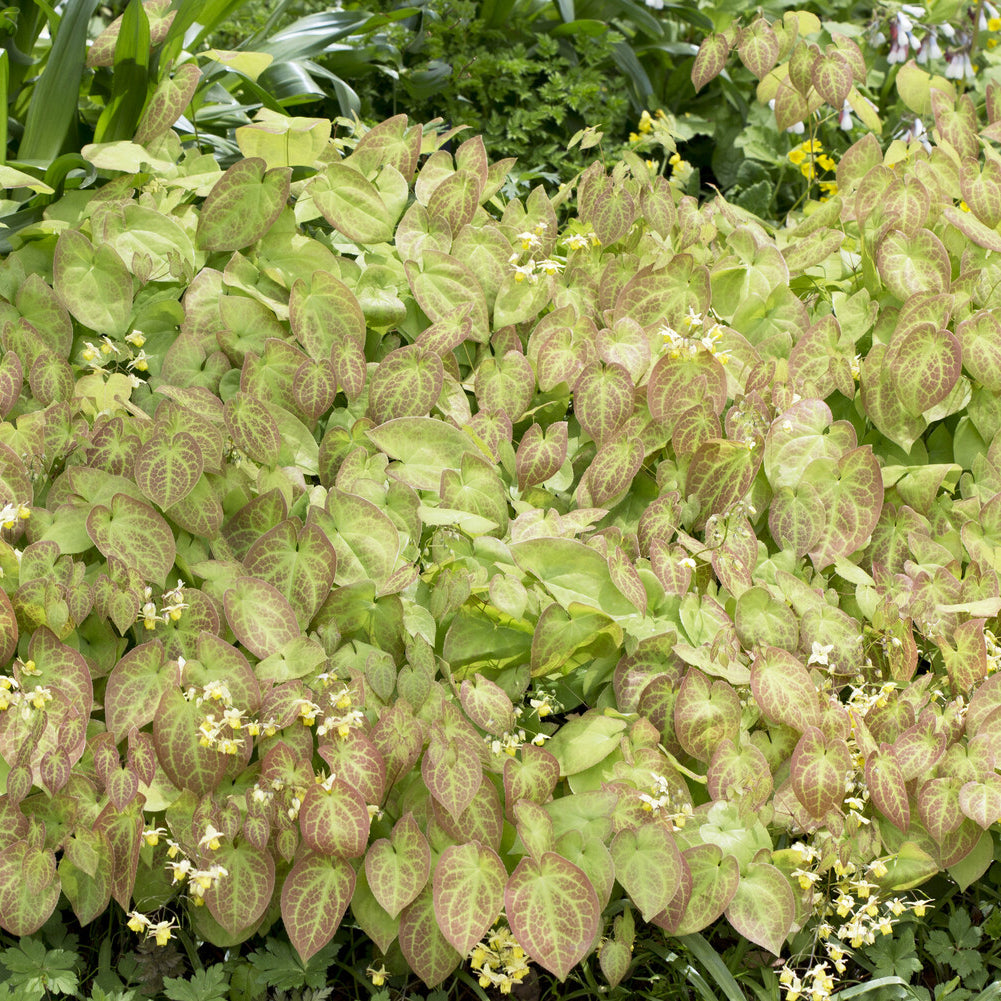 Elfenblume Sulphureum - Epimedium versicolor Sulphureum - Bakker