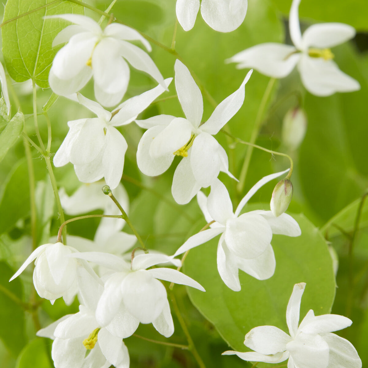Elfenblume Niveum - Epimedium youngianum Niveum - Bakker