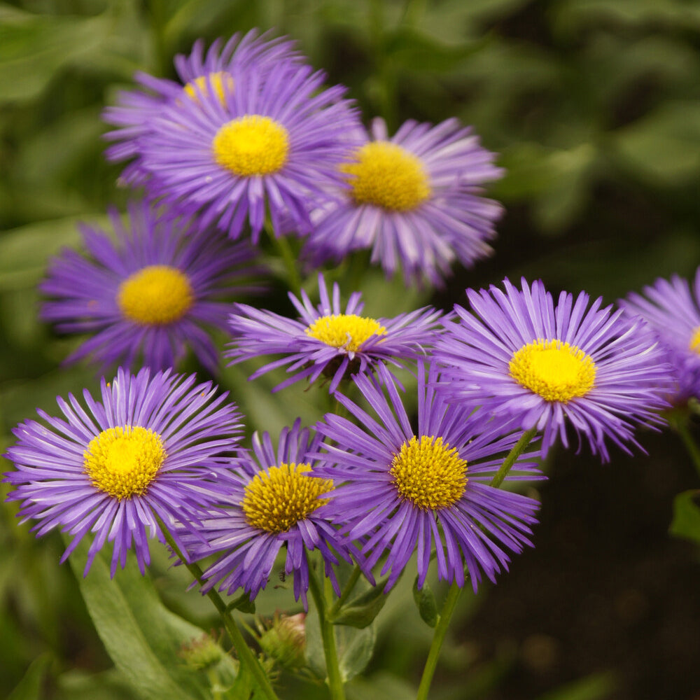 Erigeron Dunkelste Aller - Spanisches Gänseblümchen ‘Dunkelste aller’ - Erigeron
