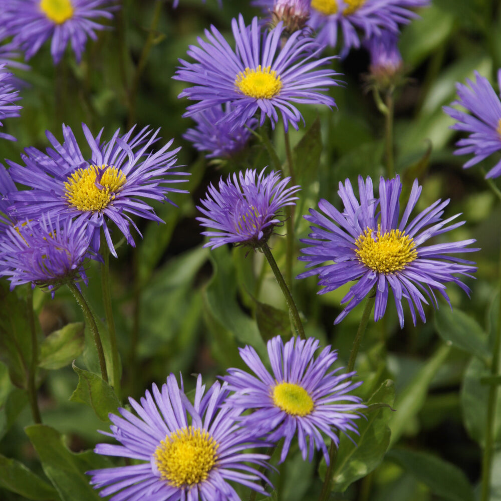 Spanisches Gänseblümchen ‘Dunkelste aller’ - Erigeron Dunkelste Aller - Bakker