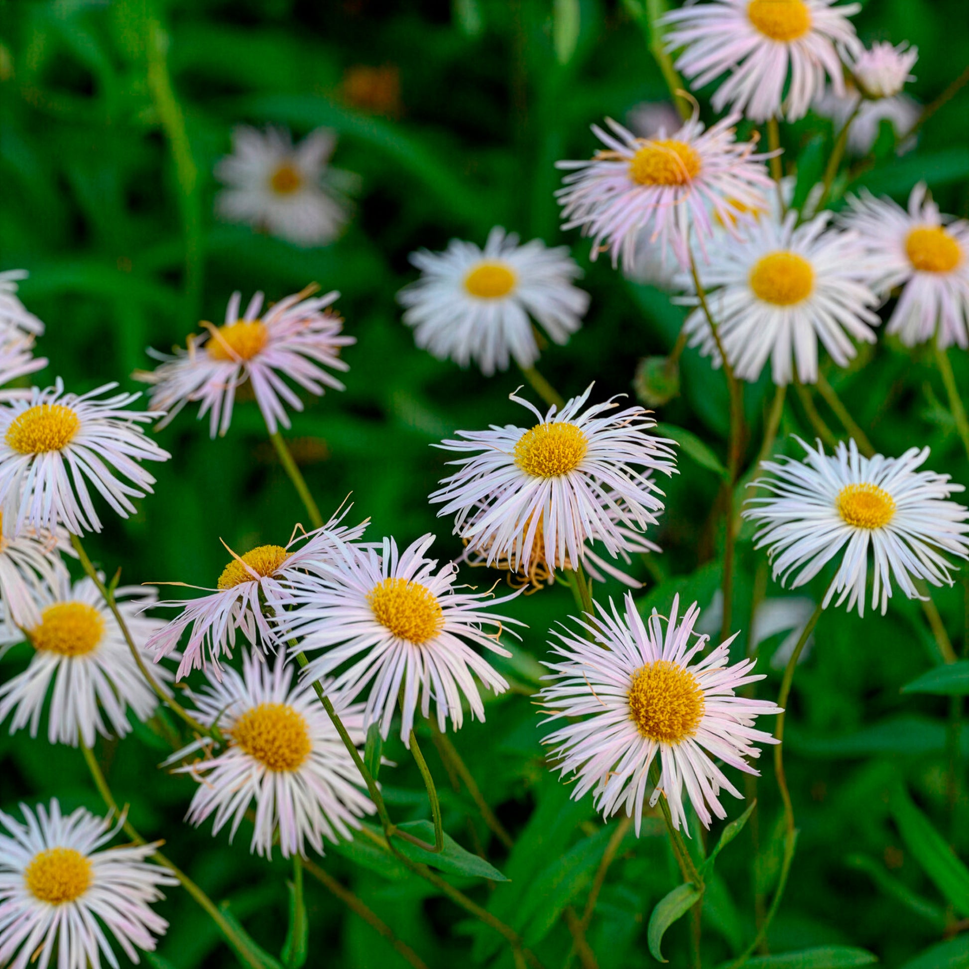 Erigeron Sommerneuschnee - Feinstrahl Sommerneuschnee - Erigeron