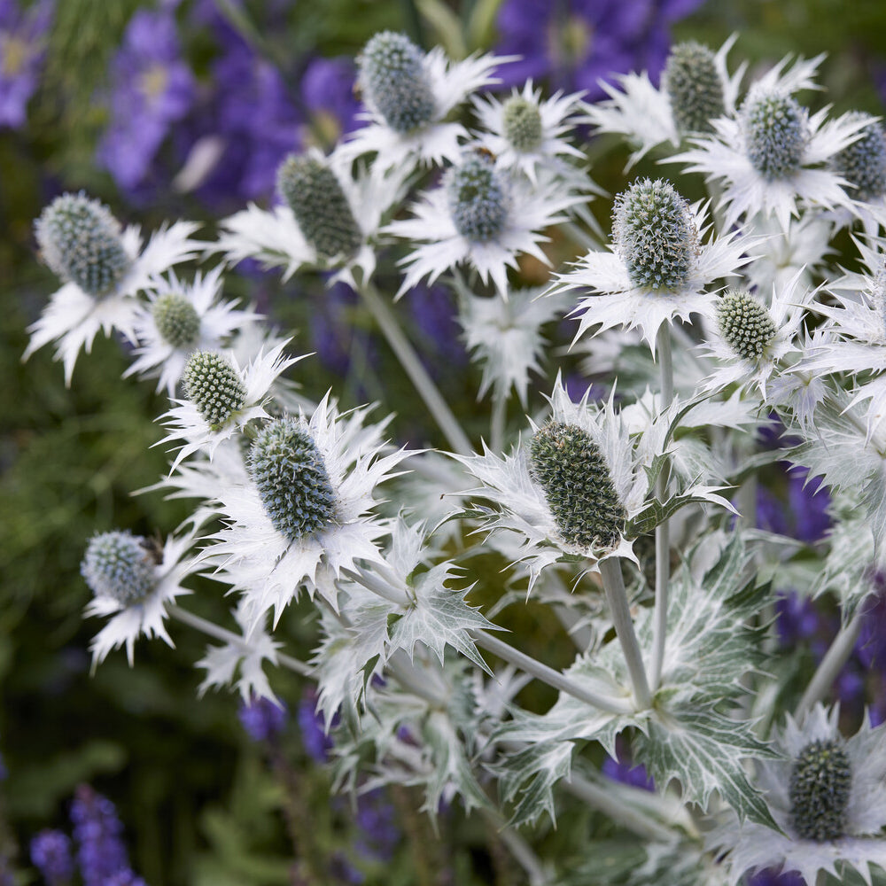 Eryngium giganteum - Mannstreu (giant) - Mannstreu