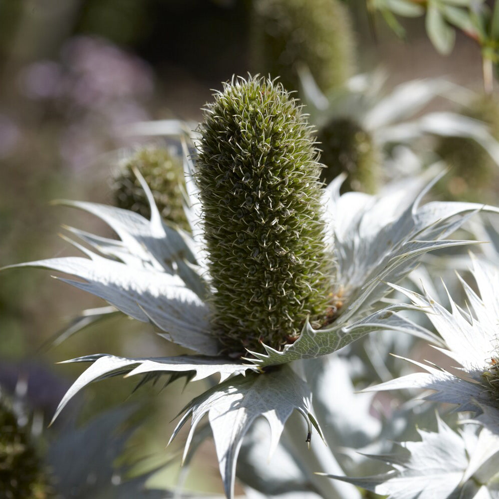 Mannstreu - Mannstreu (giant) - Eryngium giganteum
