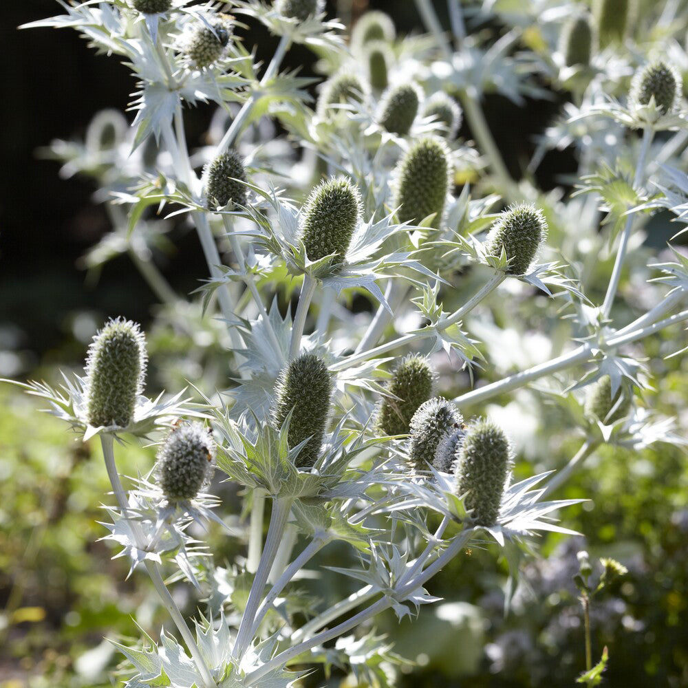 Mannstreu (giant) - Eryngium giganteum - Bakker