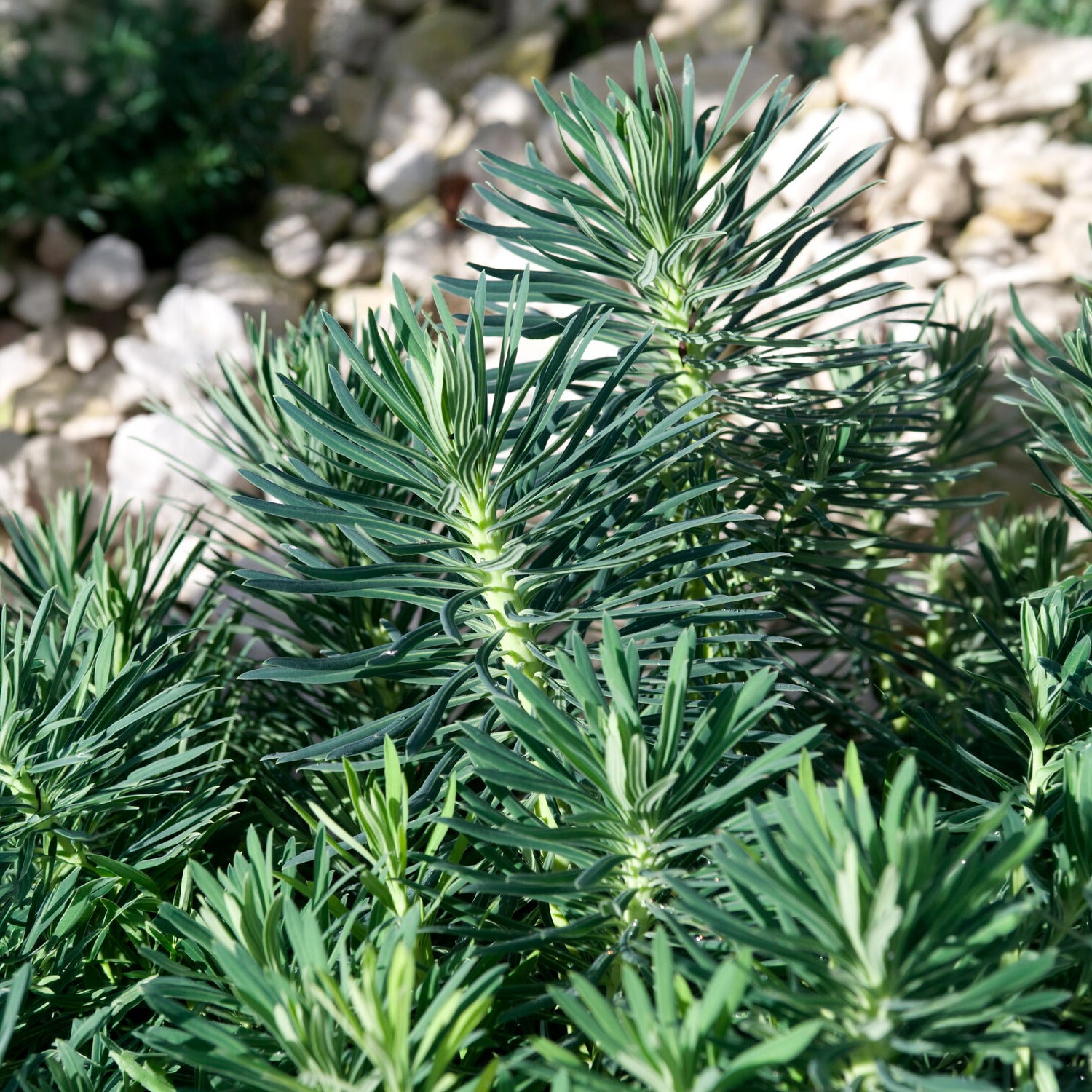 Walzen-Wolfsmilch ‘Blue Wonder’ - Euphorbia characias blue wonder - Bakker