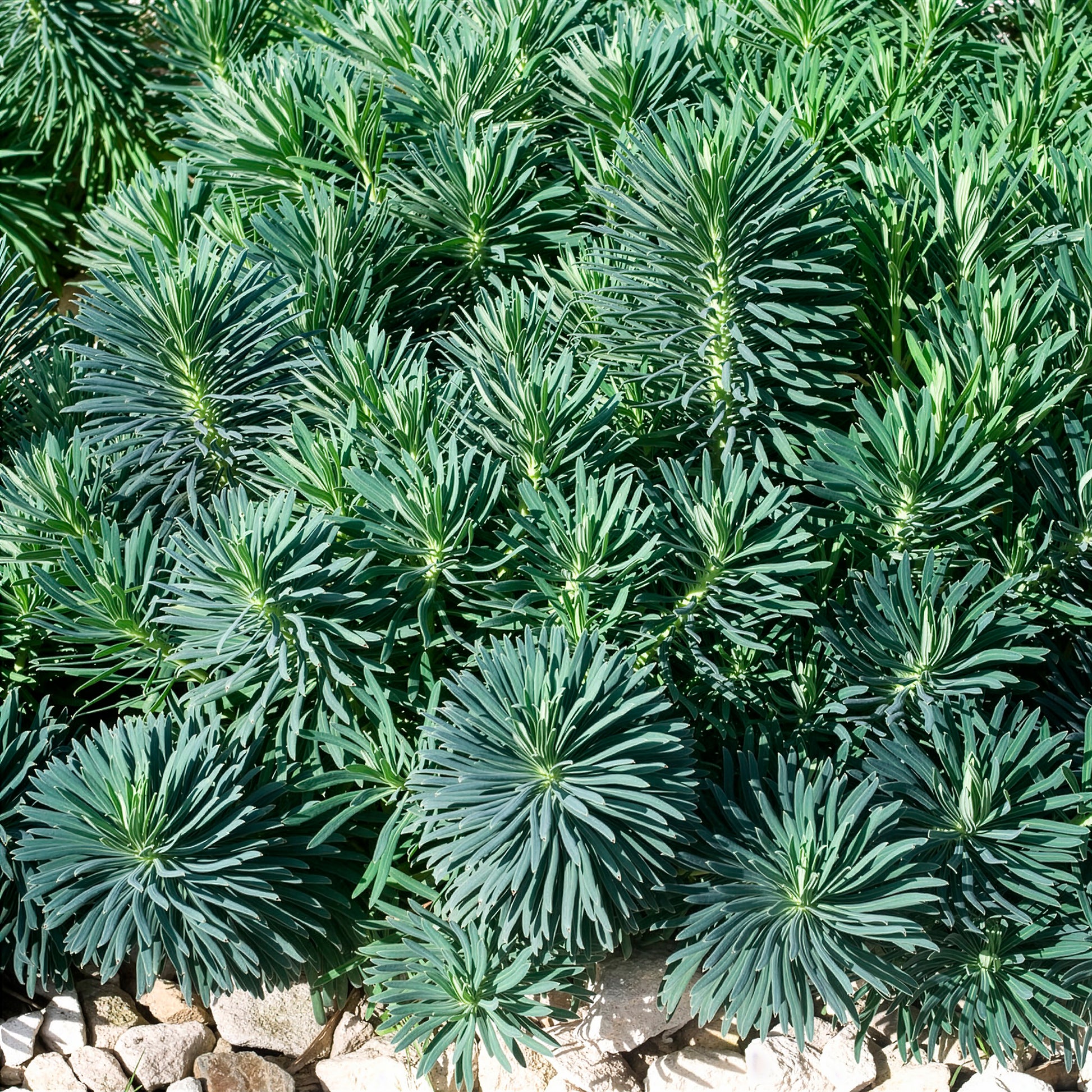 Wolfsmilch   - Walzen-Wolfsmilch ‘Blue Wonder’ - Euphorbia characias blue wonder