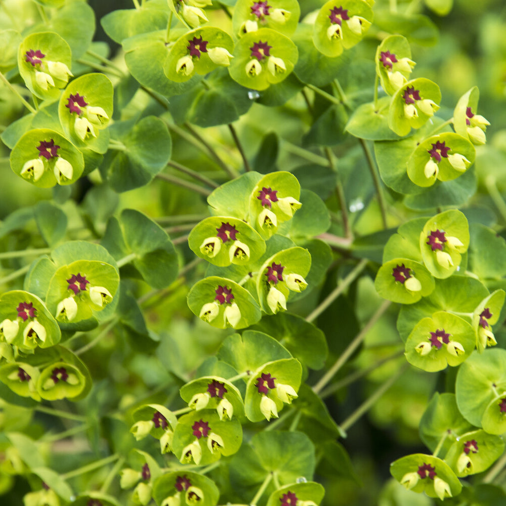 Martin-Wolfsmilch - Euphorbia martinii - Bakker
