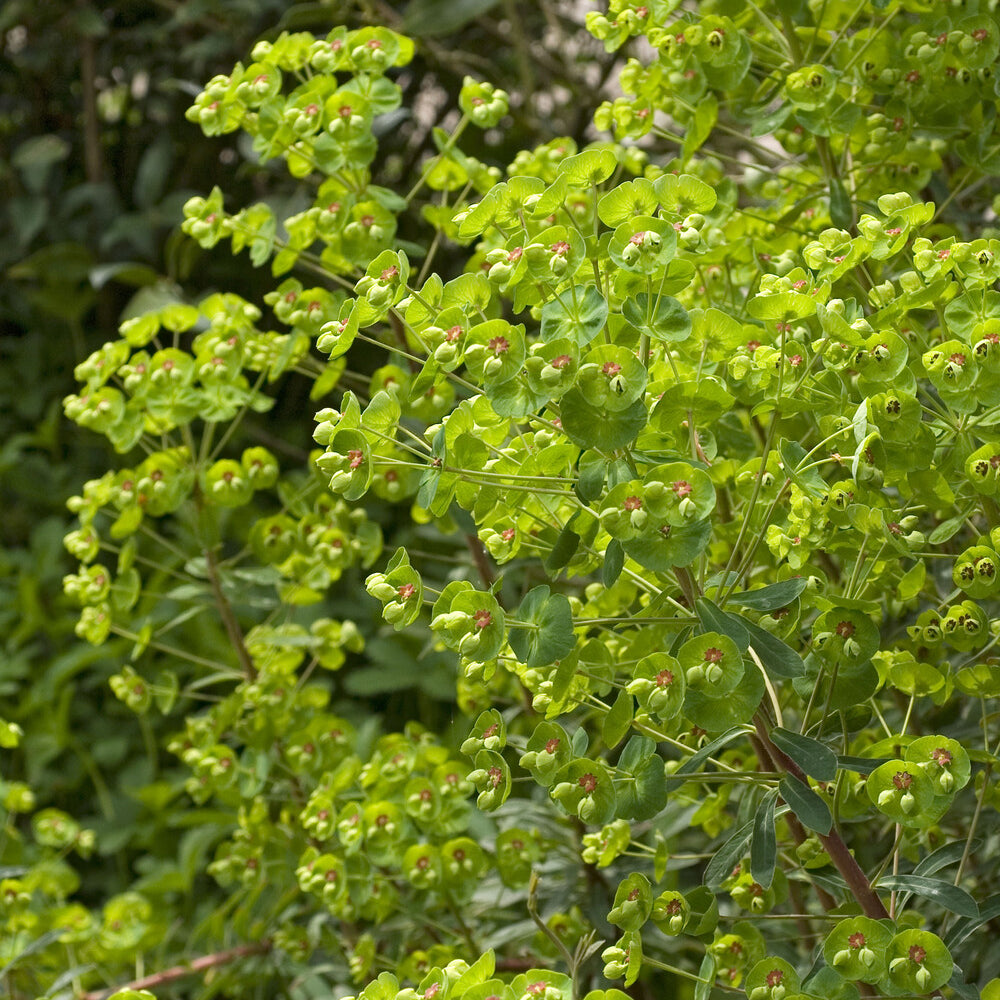 Euphorbia martinii - Martin-Wolfsmilch - Wolfsmilch  