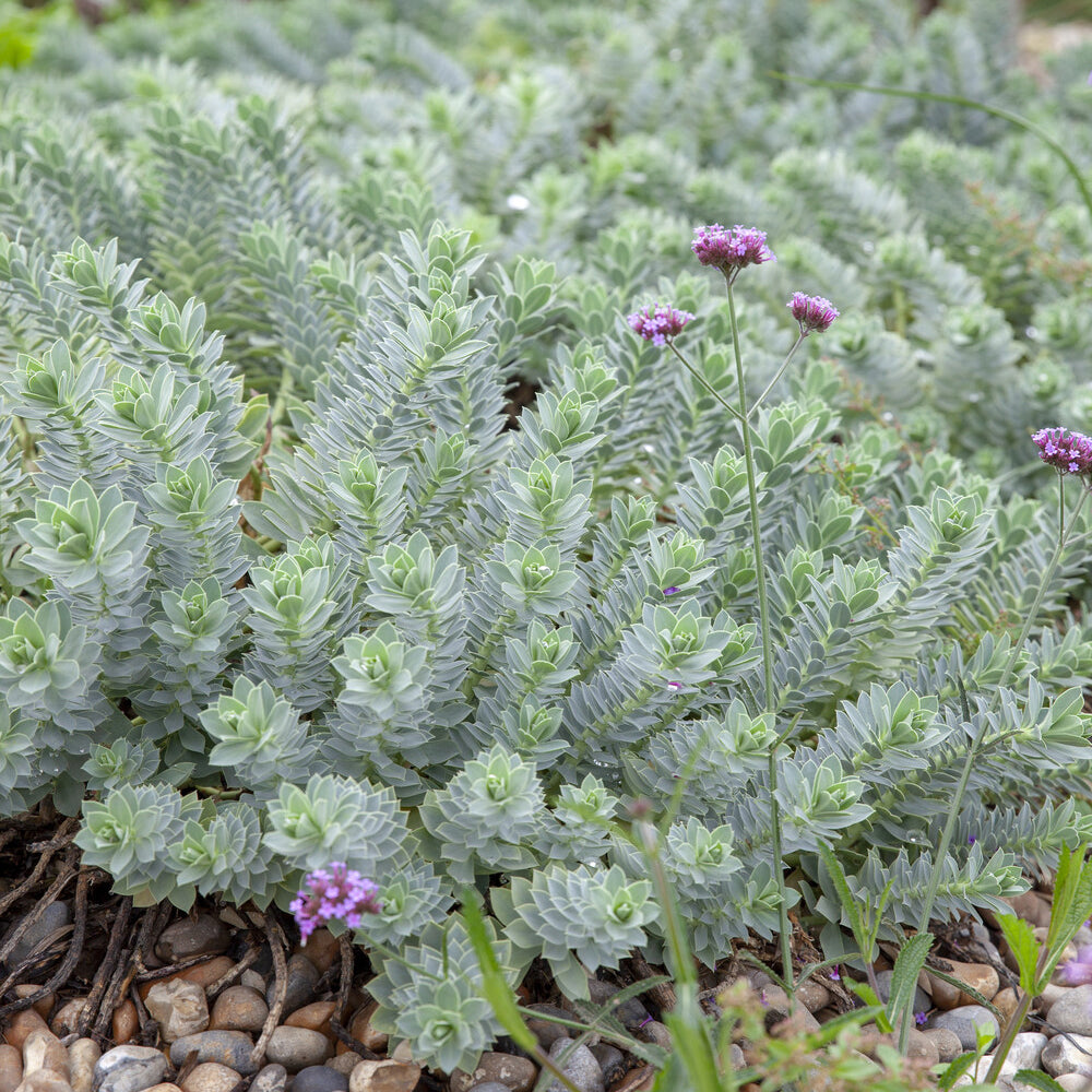 Verkauf Walzen-Wolfsmilch - Euphorbia myrsinites