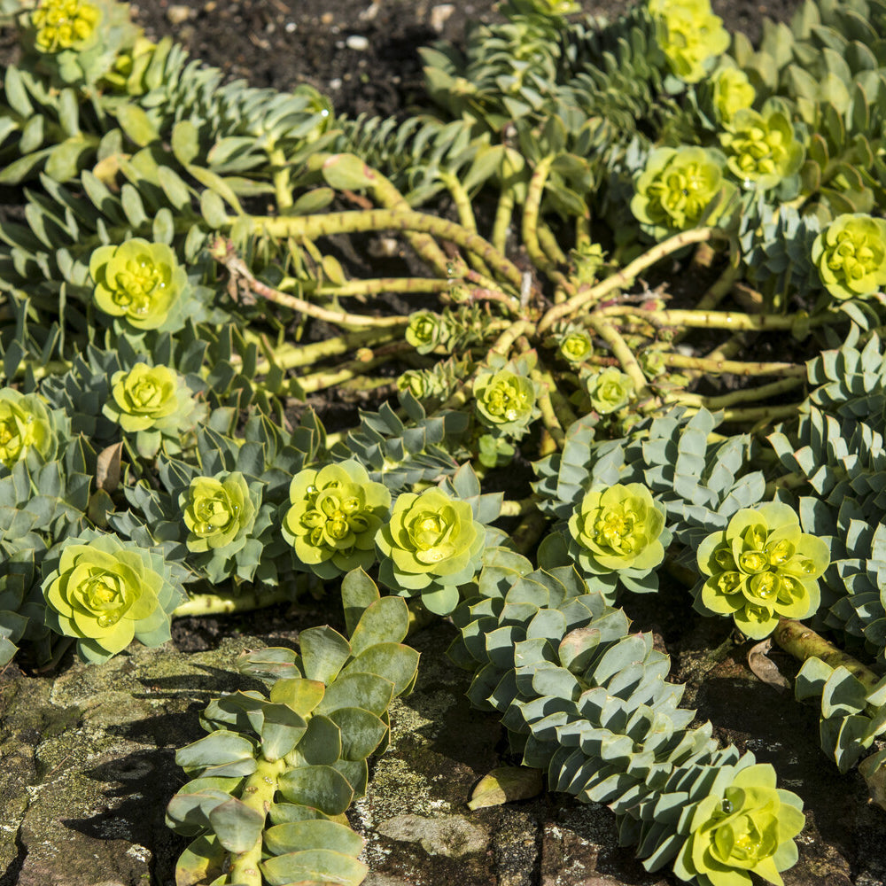Walzen-Wolfsmilch - Euphorbia myrsinites - Bakker