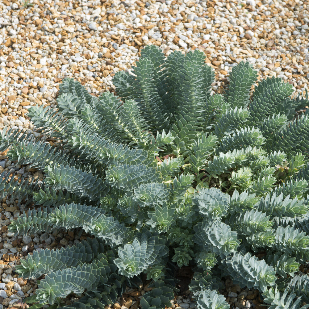 Wolfsmilch   - Walzen-Wolfsmilch - Euphorbia myrsinites
