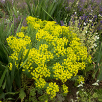 Verkauf Sibirische Wolfsmilch - Euphorbia seguieriana subsp. niciciana