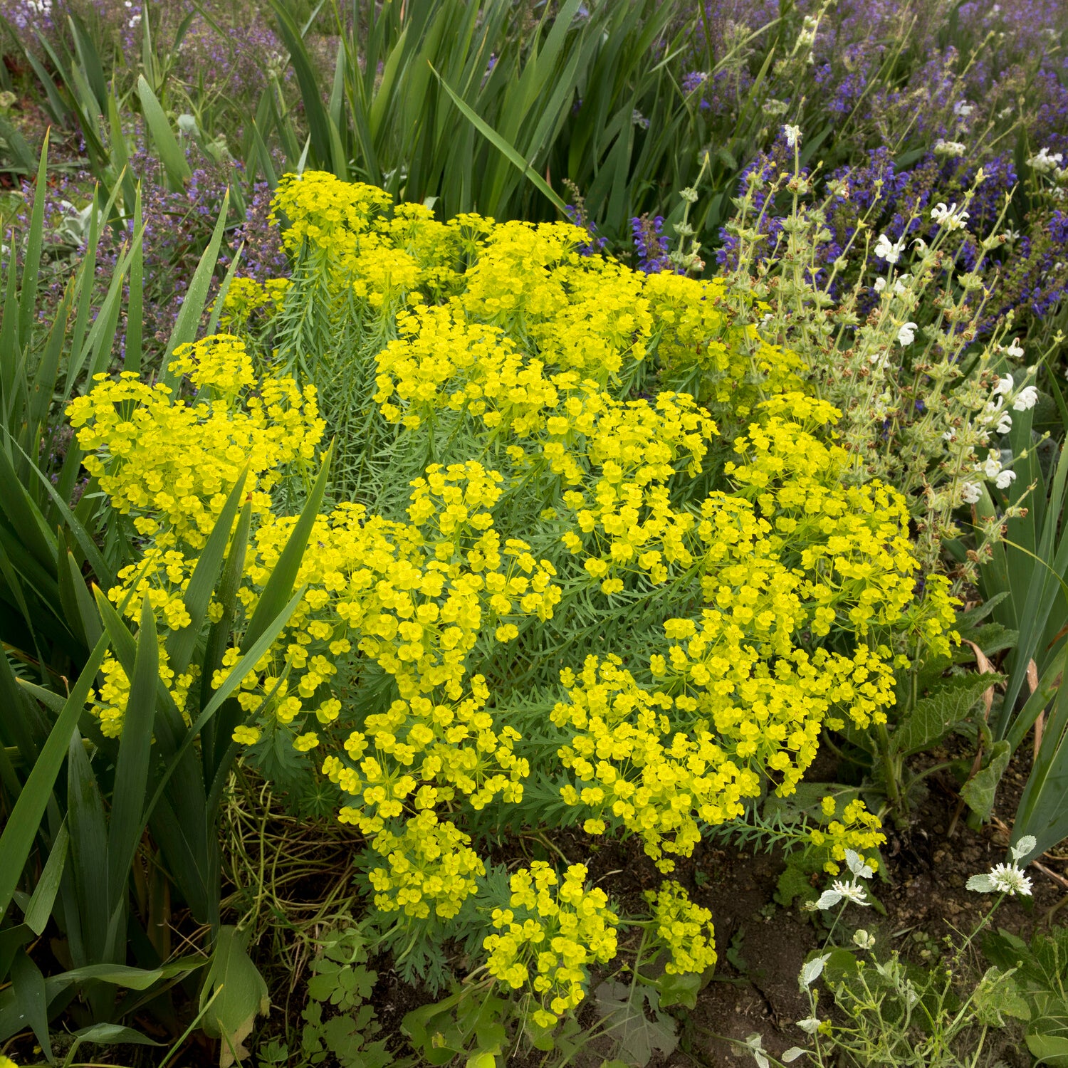Verkauf Sibirische Wolfsmilch - Euphorbia seguieriana subsp. niciciana