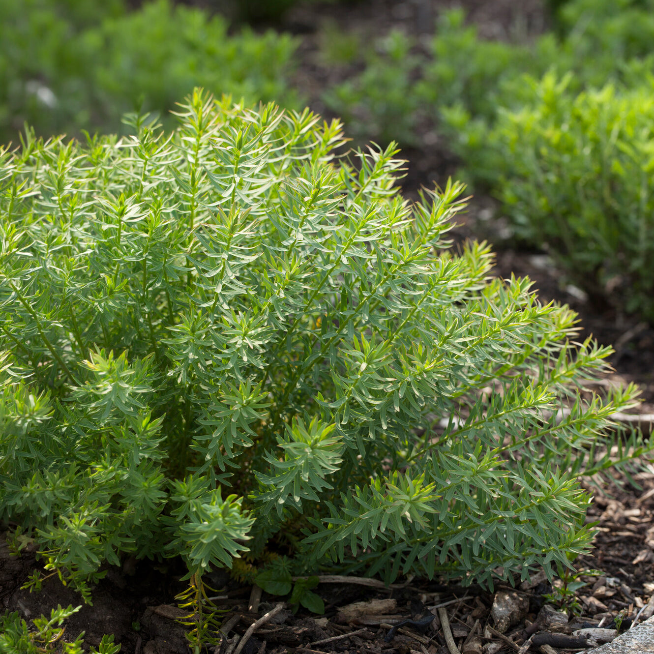 Wolfsmilch   - Sibirische Wolfsmilch - Euphorbia seguieriana subsp. niciciana
