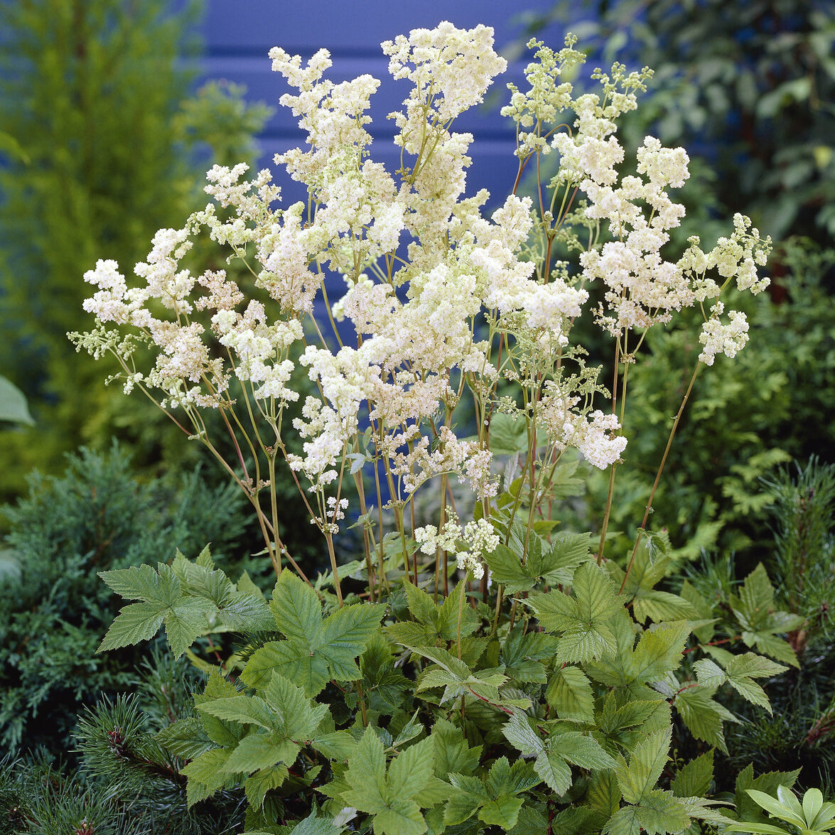 Filipendula ulmaria Plena - Mädesüß ‘Plena’ - Stauden