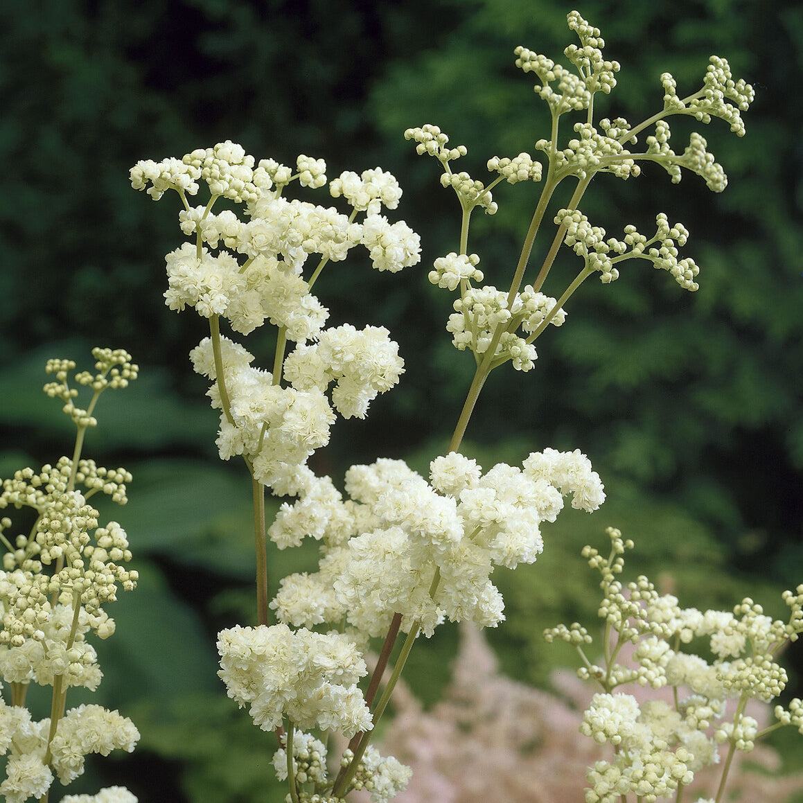 Stauden - Mädesüß ‘Plena’ - Filipendula ulmaria Plena