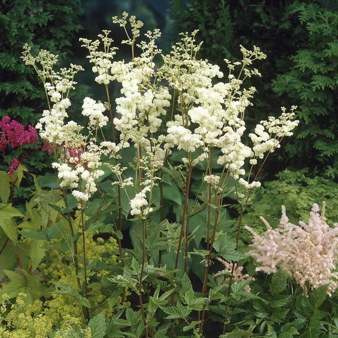 Mädesüß ‘Plena’ - Filipendula ulmaria Plena - Bakker