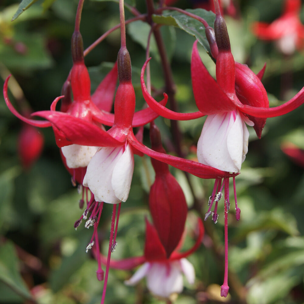 Verkauf Fuchsia Madame Cornelissen - Fuchsia Madame Cornelissen