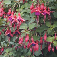 Fuchsia Mrs. Popple - Fuchsia Mrs Popple - Bakker