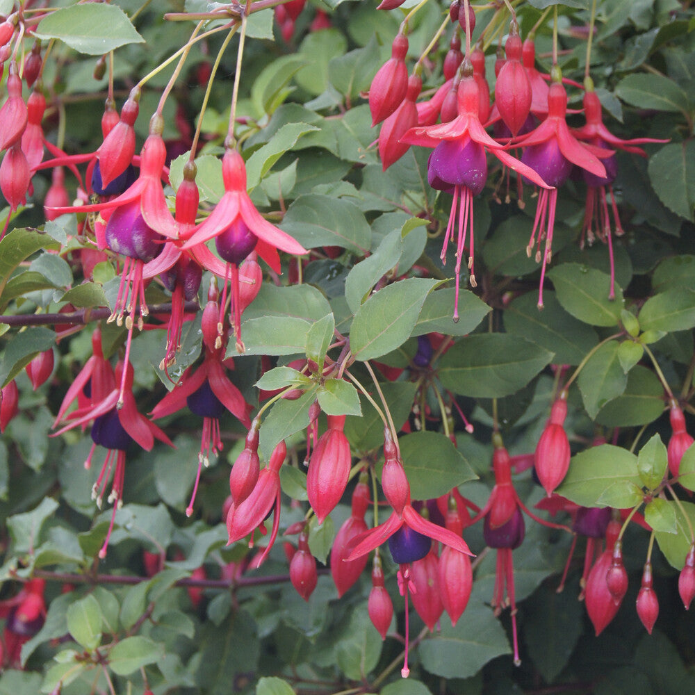 Fuchsia Mrs. Popple - Fuchsia Mrs Popple - Bakker