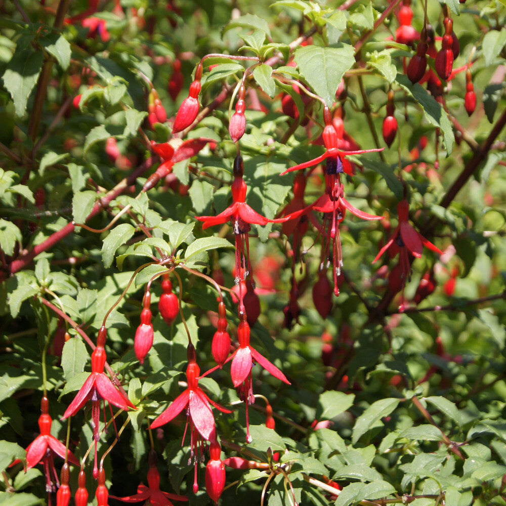 Fuchsie ‘Riccartonii’ - Fuchsia magellanica Riccartonii - Bakker