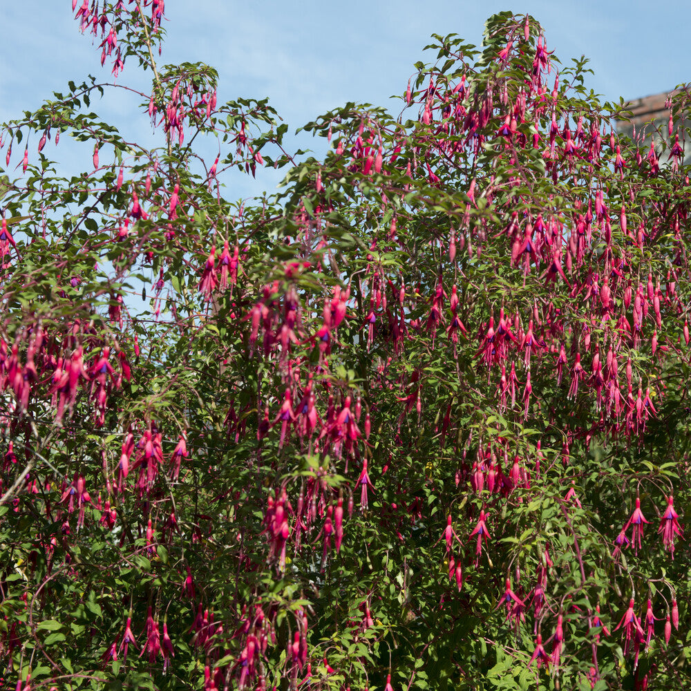 Fuchsia magellanica Riccartonii - Fuchsie ‘Riccartonii’ - Fuchsien