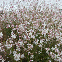 Gaura lindheimeri Short Form - Prachtkerze ‘Short Form’ - Gaura