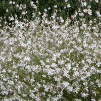 Prachtkerze ‘Short Form’ - Bakker