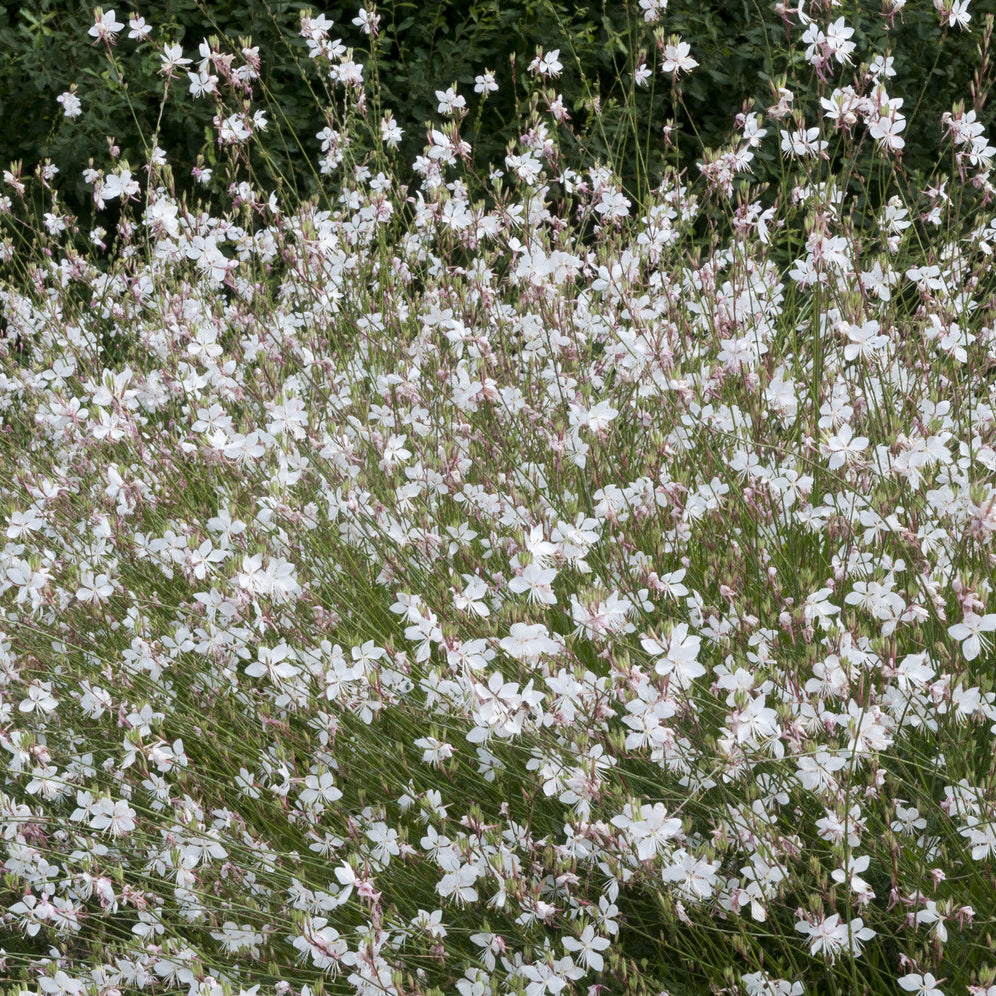 Prachtkerze ‘Short Form’ - Bakker