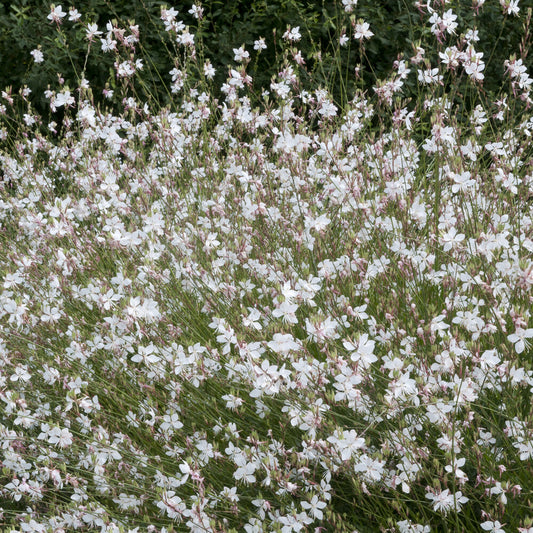Prachtkerze ‘Short Form’ - Bakker