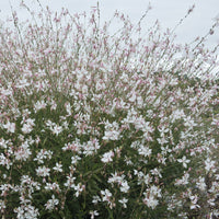 Prachtkerze ‘Short Form’ - Gaura lindheimeri Short Form - Bakker