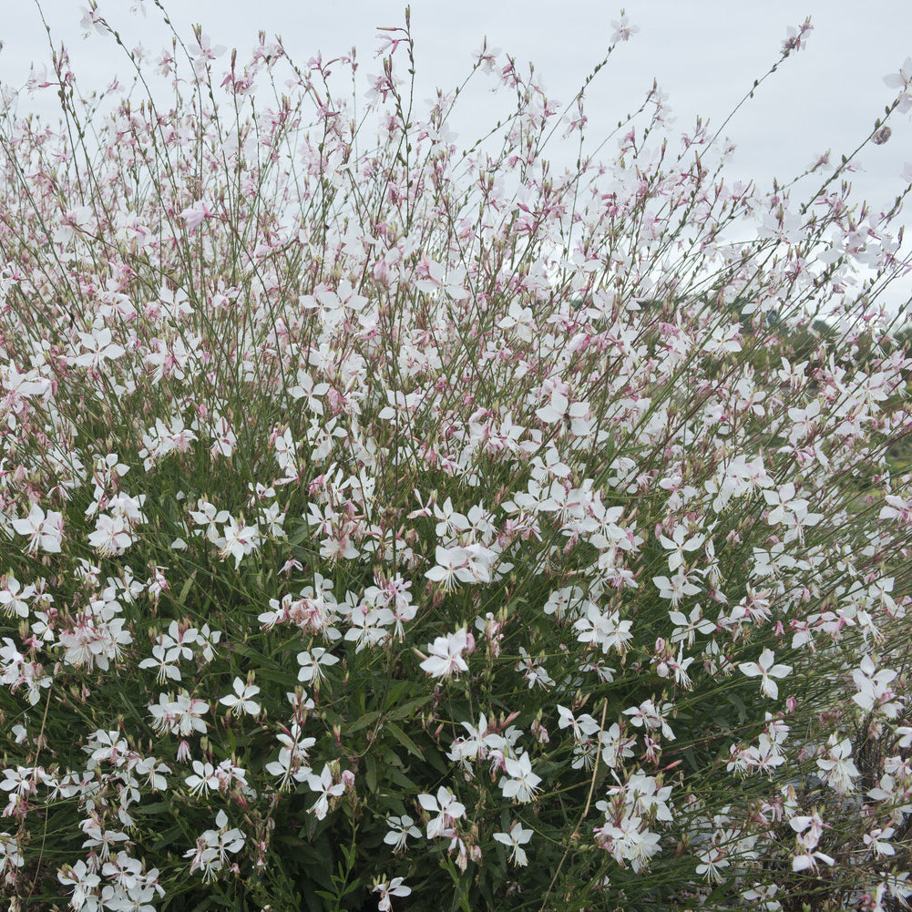 Prachtkerze ‘Short Form’ - Gaura lindheimeri Short Form - Bakker