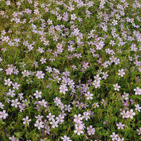 Endress-Storchschnabel - Geranium endressii - Bakker