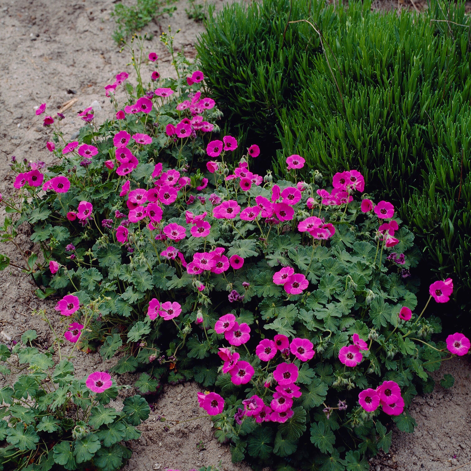 Geranium Ann Folkard - Geranium Ann Folkard - Geranien