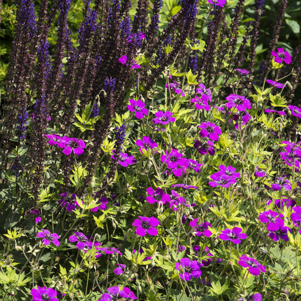 Geranium Anne Thomson - Geranium Anne Thomson - Geranien