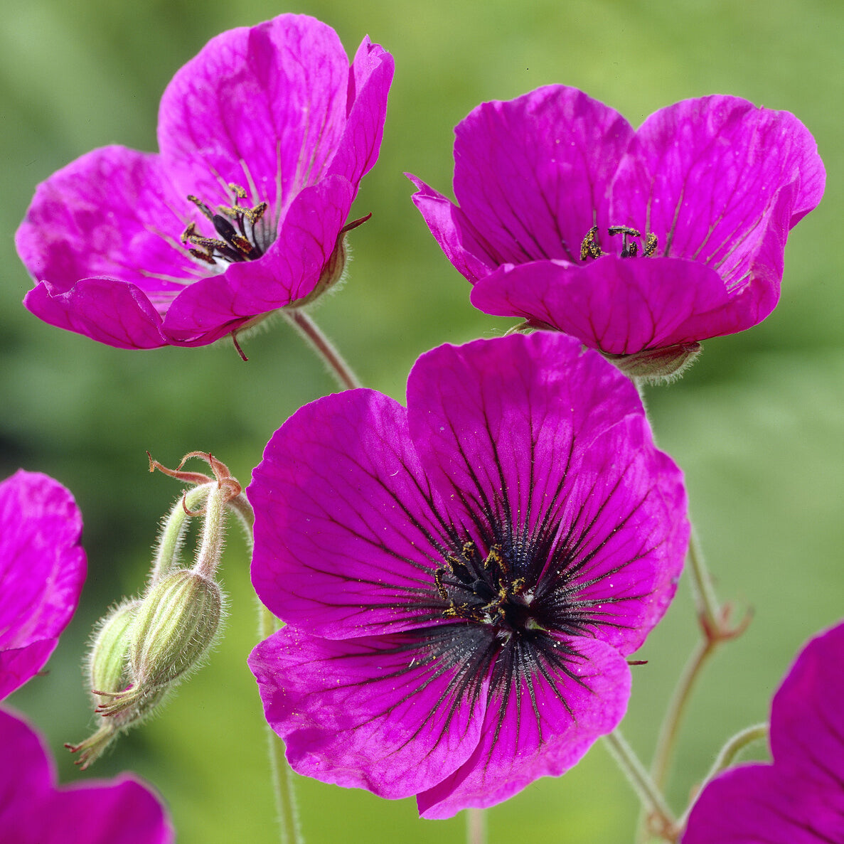 Geranium Anne Thomson - Geranium Anne Thomson - Bakker